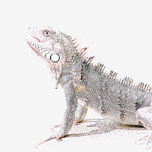 IGUANA