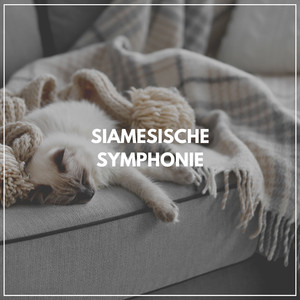 Unbesorgt Katze