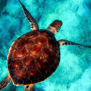 ทะเลชีวิต