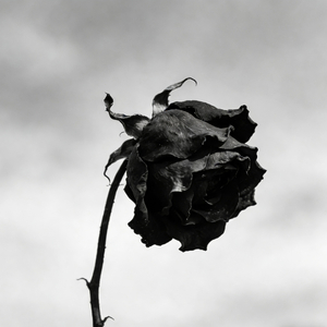 你是那年冬天的雪