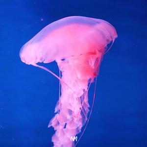 Medly-Another U（另一个你）（NoMTR remix）