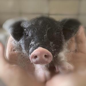 无声对白(cover Ysp世界中）