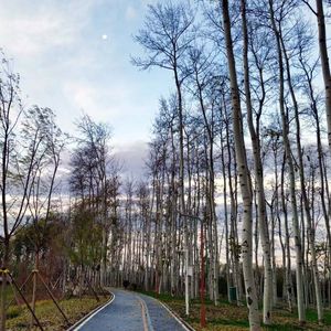 舒缓的轻音乐|治愈心情小提琴曲