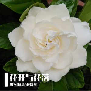 栀子花的故事