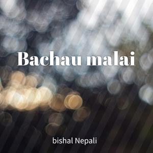 Bachau malai