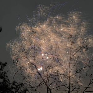 尘埃落定，你却醒悟