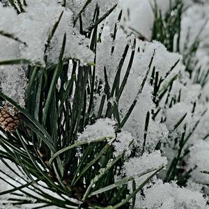 Evergreen Promise (Instrumental)