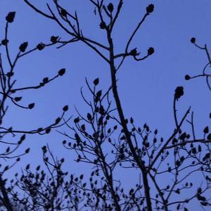 远在北方孤独的鬼