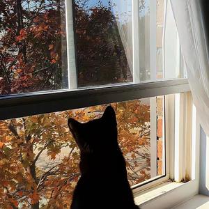 刚好遇见你（Cover李玉刚,高进）