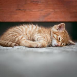猫咪安眠