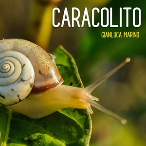 Caracolito