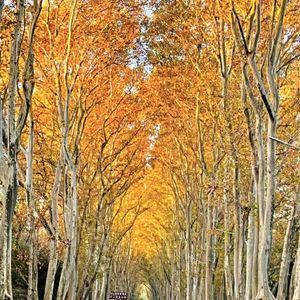 平静的波动轨迹