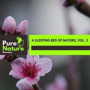 Joyous Owl Chorus at Dawn