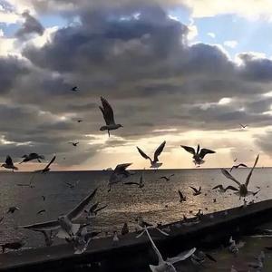 败落（纯音乐）