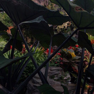 [FREE] Jinji Kikko | PallasCat Type Beat