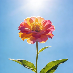 碎片里的花