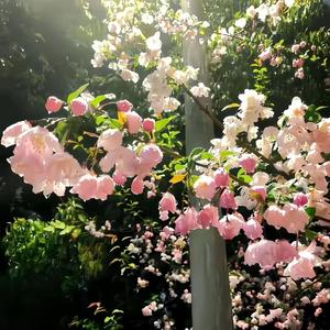 Peace in the Mundane