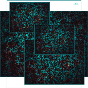 Child of the Forest (Original Mix)