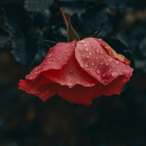 Meditation Field Of Essence