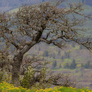其实不是我坚强