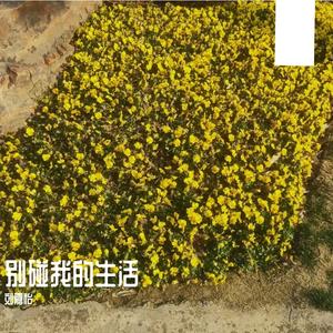 浮诛(原唱 张杰)