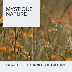 Morning Birds at Coniferous Forest