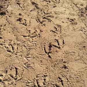 Two Chickens in the Desert