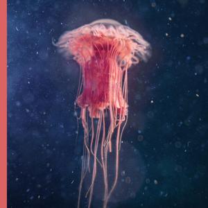 Cambrian Explosion
