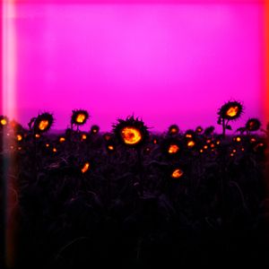 Pulse of the Night