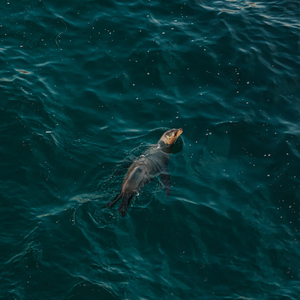 颜飞尘-遇见_2020年