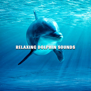 Relaxing Sound of Happy Dolphins