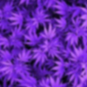 Purple Haze (D.V.S & G-Baby)