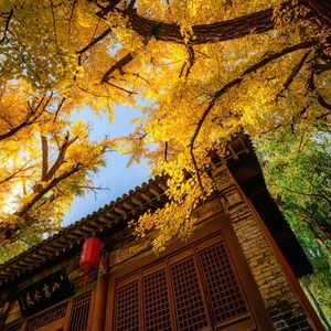 牵丝戏（0.8x氛围感）