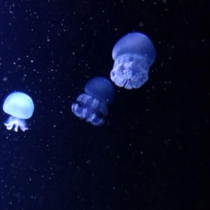 Let Go (feat. The Worst)