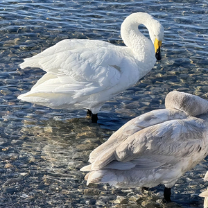 算了是成年人最后的礼貌