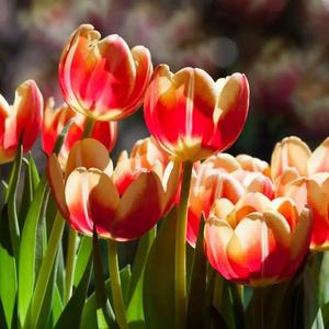 DP龙猪-风吹一夏（Fluoxetine remix）