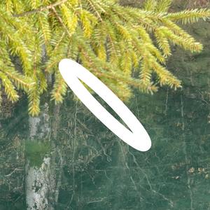 Untie (Green Noise Support for Releasing Stored Trauma in the Body)