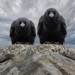 Black Wings of Odin | Huginn & Muninn