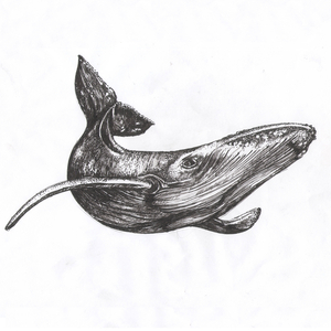 Whale