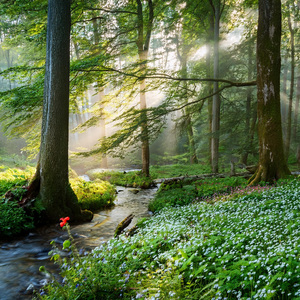 Camino Tonal Hacia La Paz