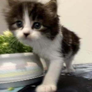 你是我的休止号