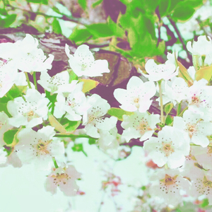 梦回秦淮·玉梨缘（翻自 心然）