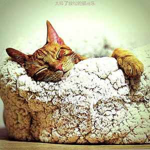 微妙的放松的猫心情