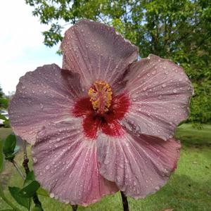 Blossom