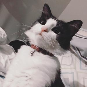 死寂 Dead Silence（电钢琴版）