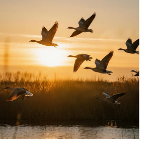 大雁（民谣版）