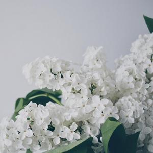 春よ、来い（春天来了）