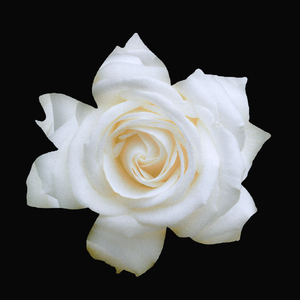 ALGO MAIS QUE FLOR FEIA