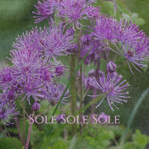 Ronnie Hawkins Southern Love