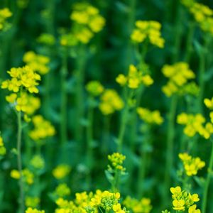 陶器盛满的晨曦